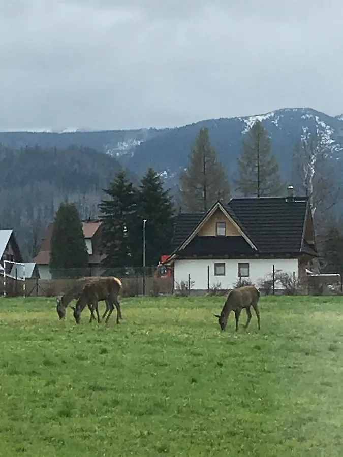 Kemp Camping Zakopane Willa Skoczek Oferta Nie Dotyczy Noclegu W Pokoju ,W Namiocie Reczniki Woda Mineralna , Koldra Poduszki Lub Spiwory Polsko